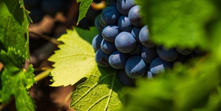 Domaine La Rouillere - A journey with Delicious Mountain