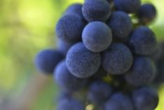 Gerard Bertrand Vineyard, France