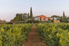 Gerard Bertrand Vineyard, France